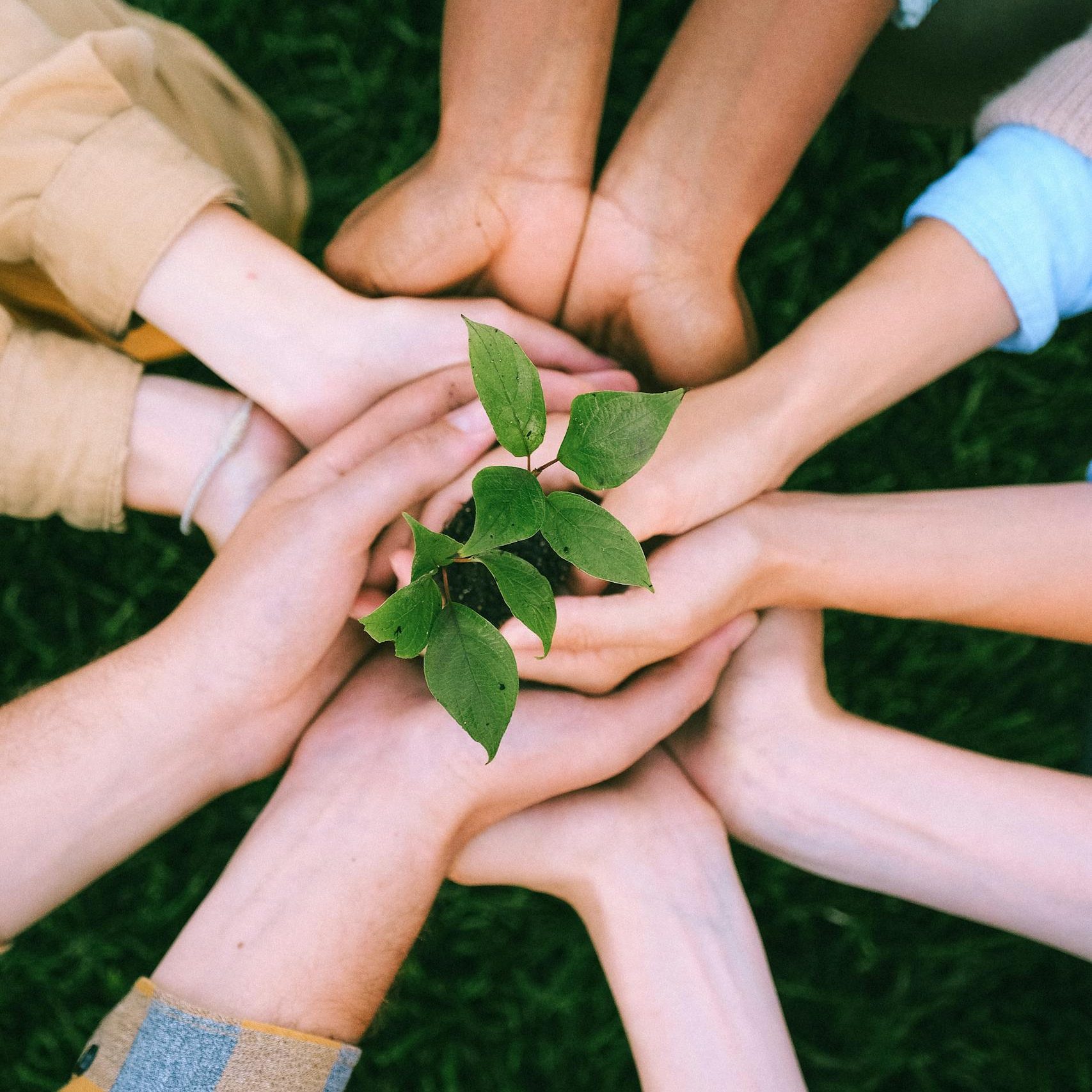 Mental Health Clinic Australia Hands united around a plant symbolizing teamwork and eco-friendly efforts outdoors.